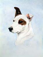 Jack russell pet portrait
